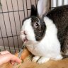 ruthsrabbits