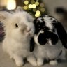 LionheadBells