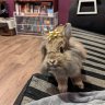 GrahamBunneh