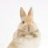 rabbitypaws100
