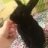 Belle_rabbit