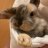 Bunnirabbitgirl