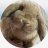Bunnycb2024