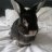 MoominBunny