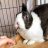 ruthsrabbits